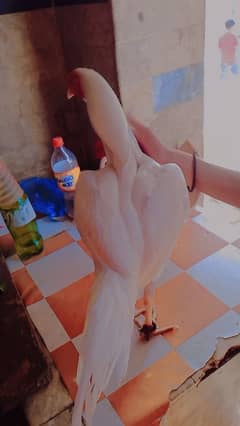 Heera