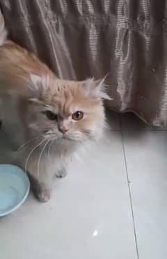 Persian
