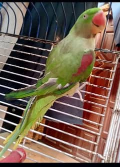 Keshmiri Parrot ( Raw Parrot )