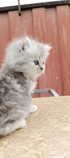 Persian Kittens