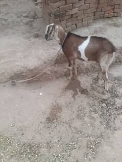 Bakra