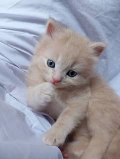 persian for sale male or female both are available contact 03374816084