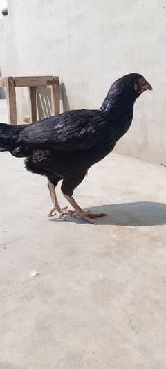 breeder