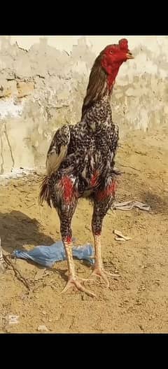 long height aseel