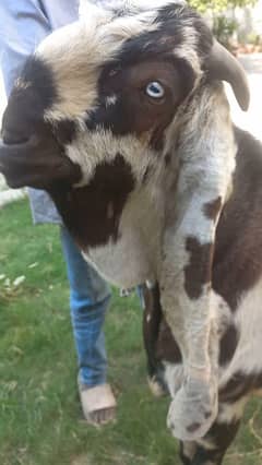 shera bakra for sale