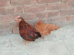 dasi