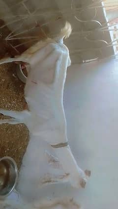 home breed goats