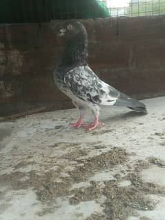 pigeon