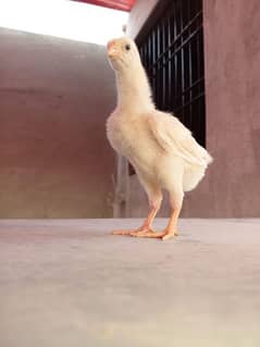 white shamo|Shamo chicks|shamo|o shamo|king shamo|Japanese shamo|chick