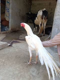 parrot beak aseel
