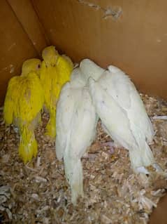 yellow white  Ringneck chiks/03152248124