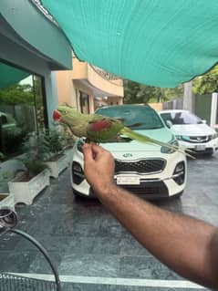 Kashmiri raw parrot