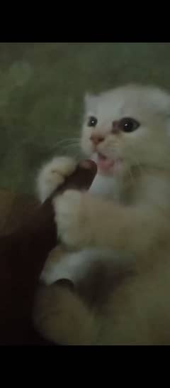 Persian kitten 03052783643