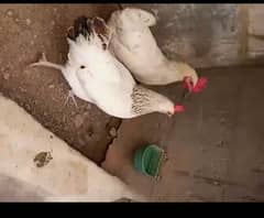 Desi Hens