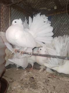 Fancy pigeon .