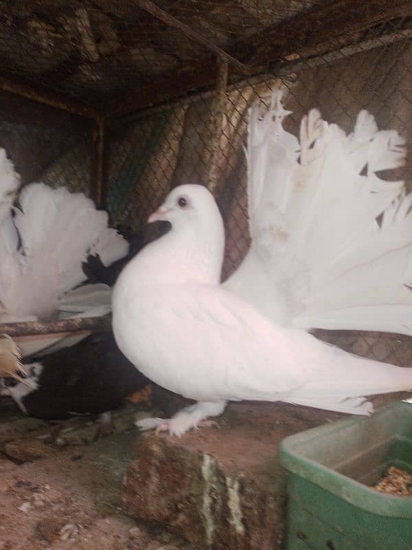 Fancy pigeon . 1