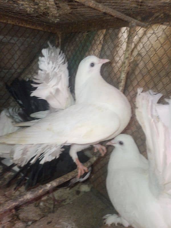 Fancy pigeon . 5