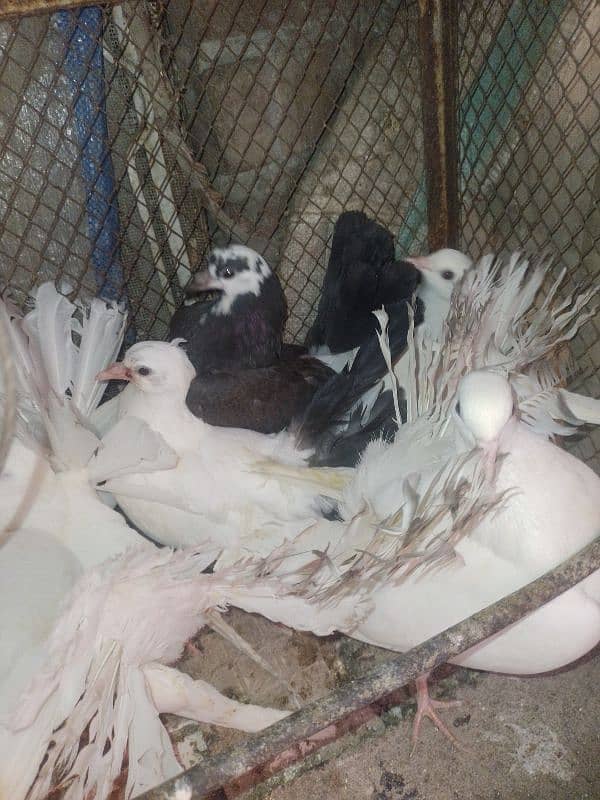 Fancy pigeon . 6