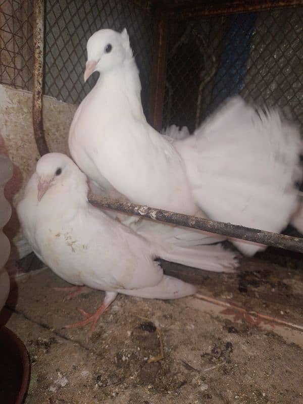 Fancy pigeon . 9