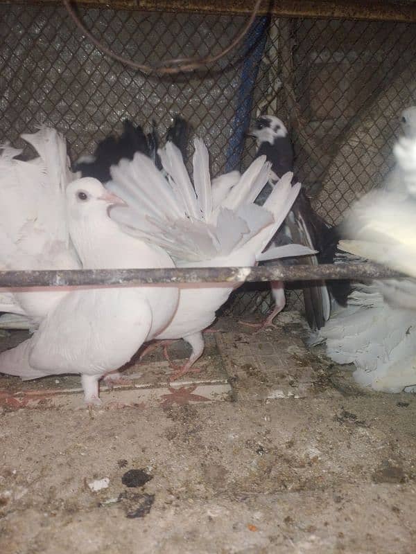 Fancy pigeon . 10