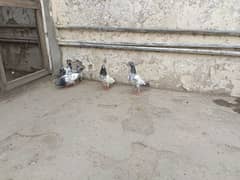 pigeon