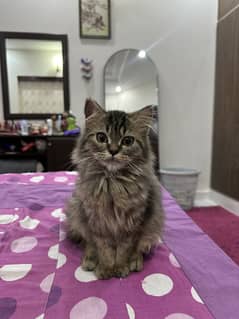 Persian