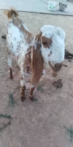 Bakra for sale