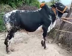 3 bulls For Qurbani 2025