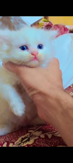 Persian kittens