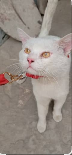ladla