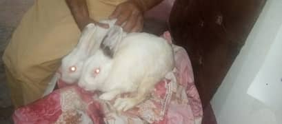 rabbit pair available only call contact or whatsapp