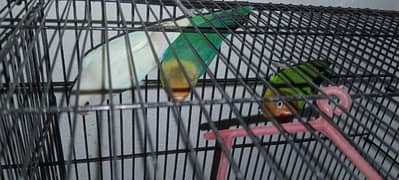 Parblue male albino female pair. . with an extra female fisher