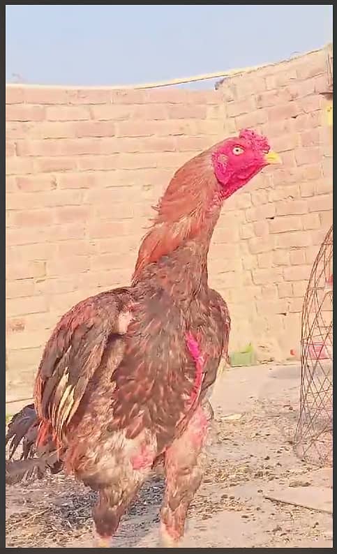 BHAI ACHI  CONDITION MEN HAI 3