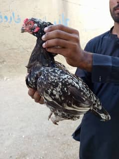 murgi