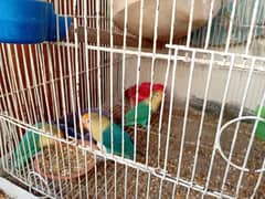 love birds with cage