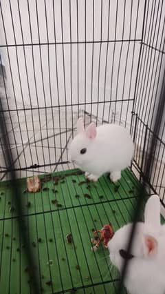 Rabit pair for sale