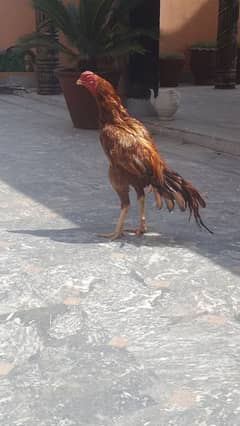 bht nayab murga han