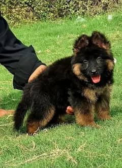 German Shepherd male puppy for sale