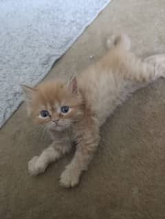 kittens for sale