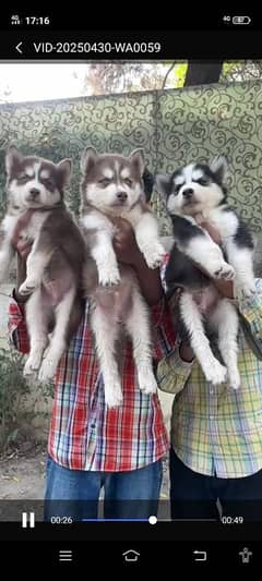 huskey
