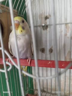 Budgies parrot for sale 1000