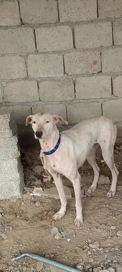 gultair female sale and exchange posible with breeder female