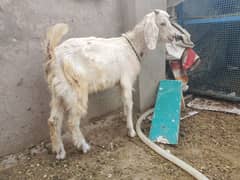 Bakra