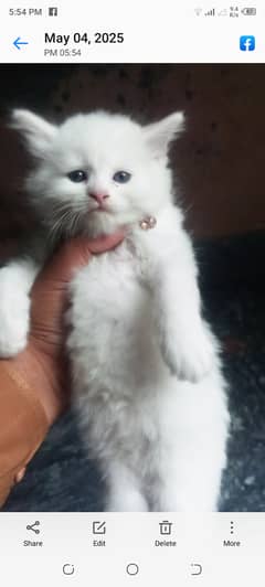 Sell for baby kitans