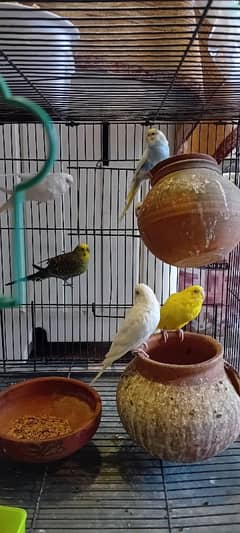 Red eyes breeder pairs with Cage