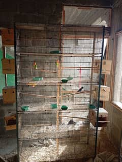 Birds