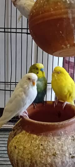 Red eyes budgies breeder pair
