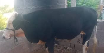 Bull