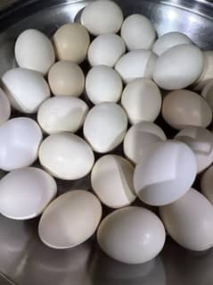Desi Eggs
