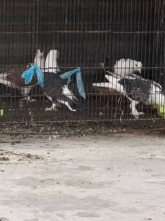 pigeons